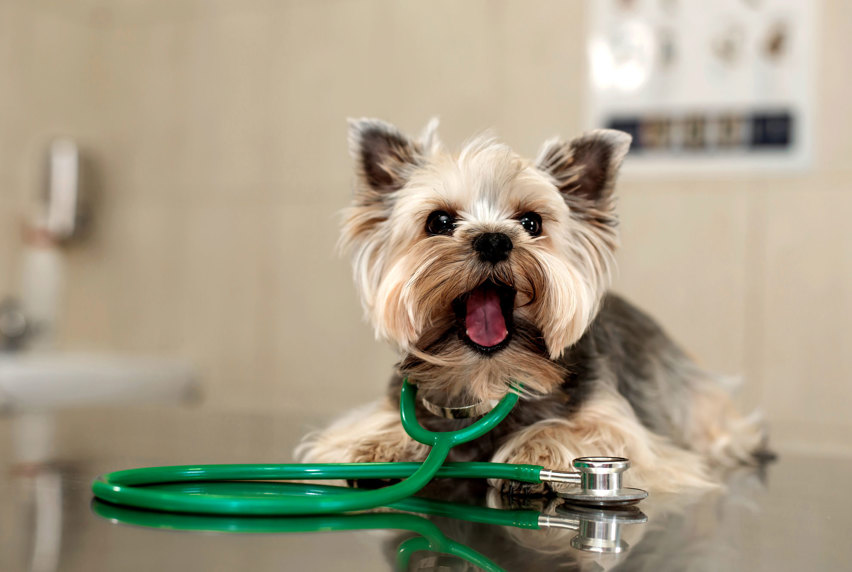 A dog sitting on a bench with a stethoscope around its neck