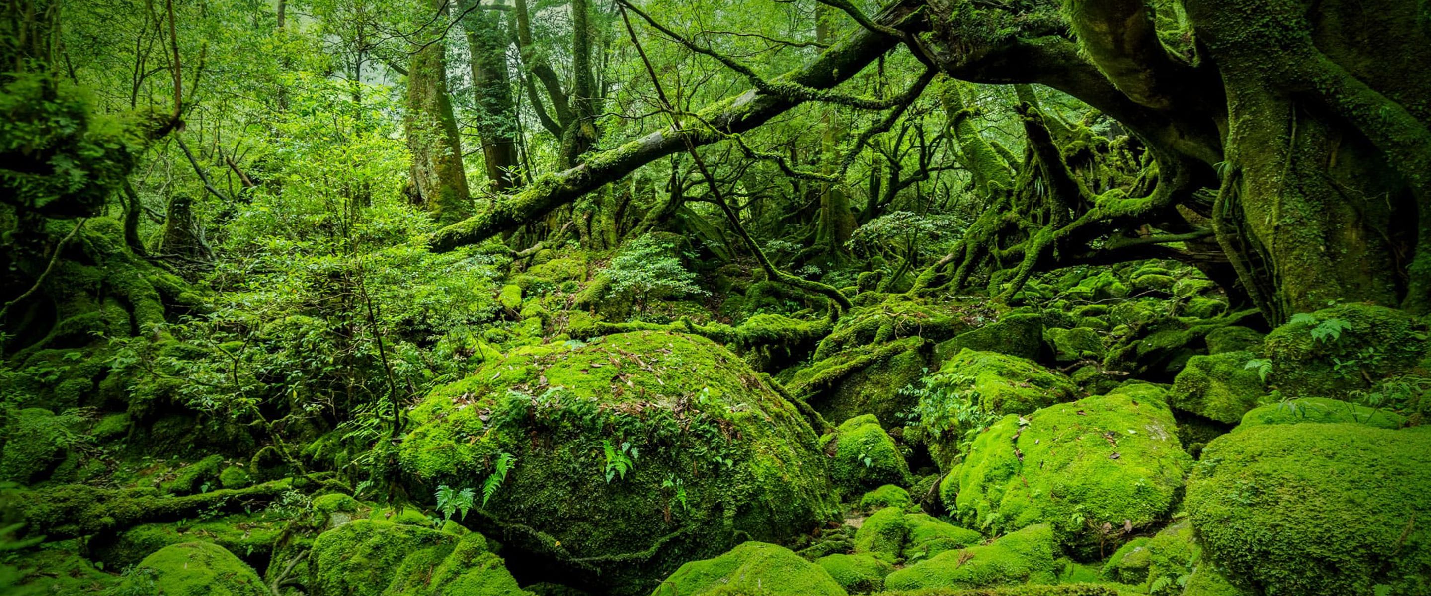 A preserved section of a green forest area