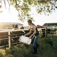 Woman feeding cattle with bucket