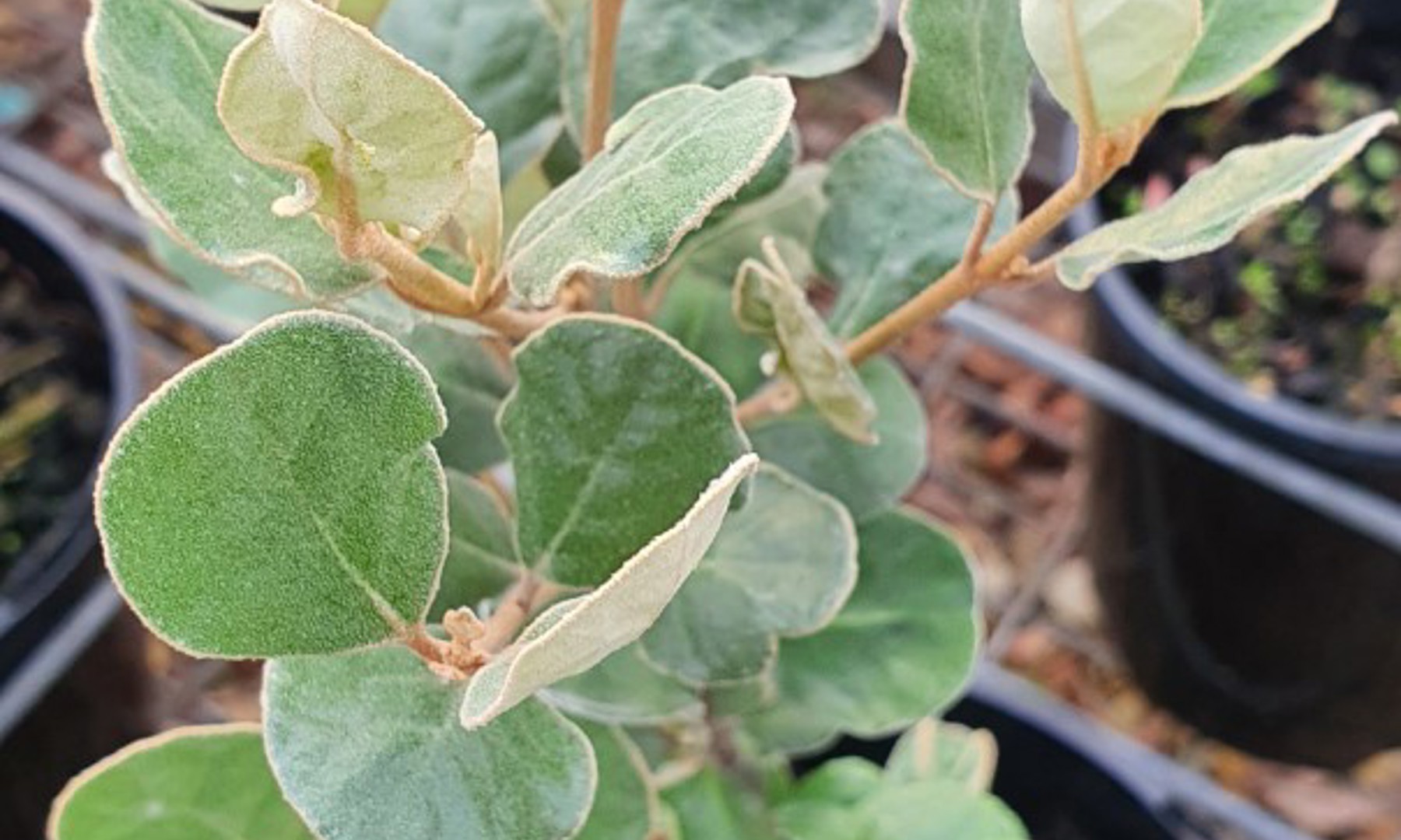 Correa Alba