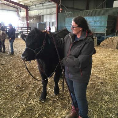 Woman leading a steer in a barn