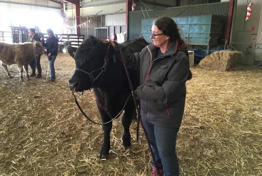 Woman leading a steer in a barn