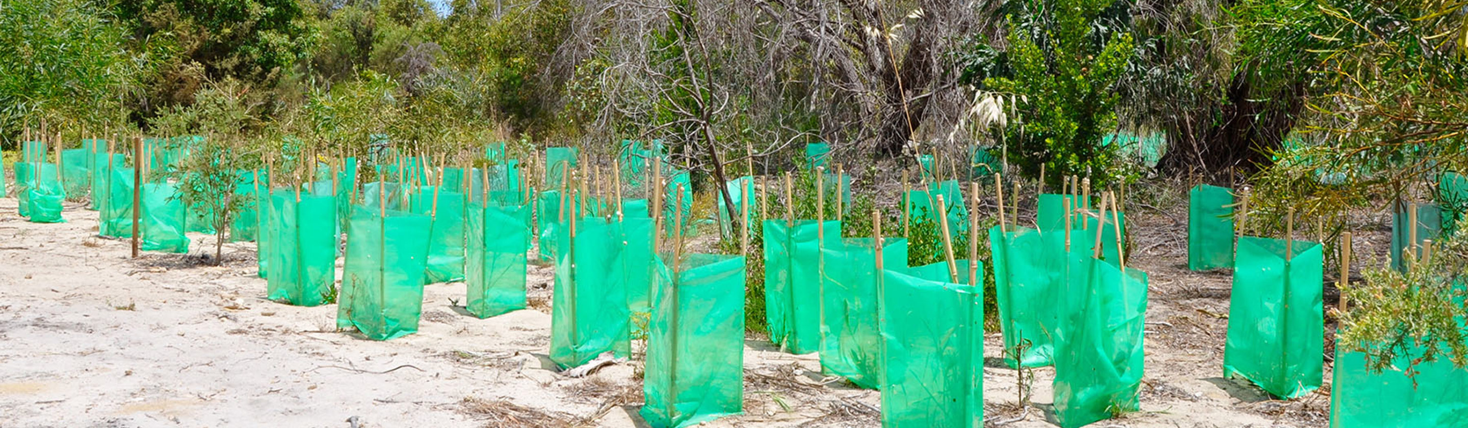 Propagating trees in an outdoor conservation setting